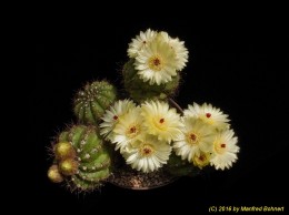 Notocactus ottonis. PR256 519